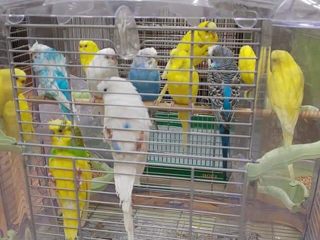 オカメインコ