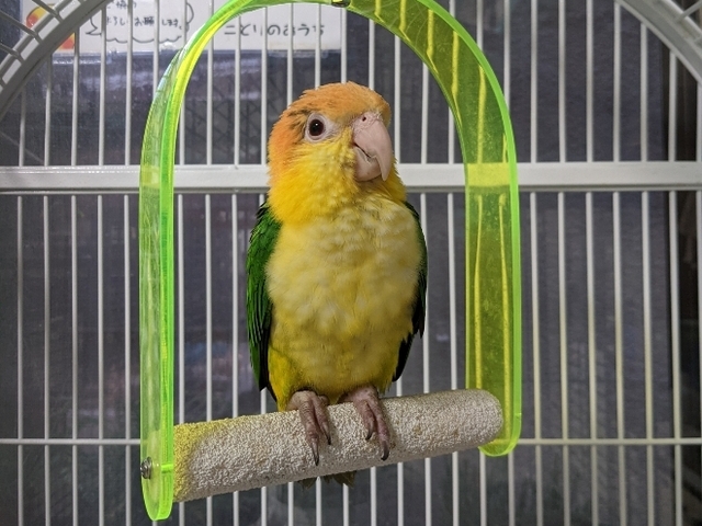 ペット保険
