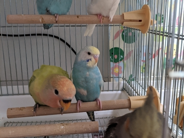 バードホテル